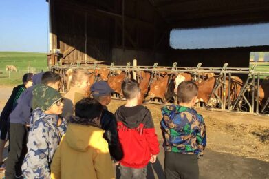 Klasse besucht Kühe auf dem Bauernhof in Diedelsheim