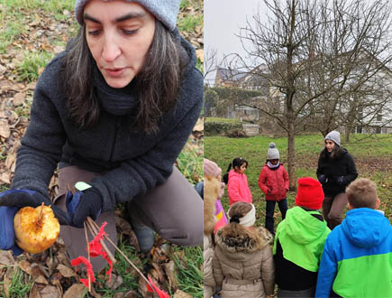 Frau Dickgießer erklärt auf der Streuobstwiese den Schülern, welche Tiere die Äpfel angeknabbert haben.